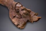 Hadrosaur (Edmontosaurus) Ulna Bone - Wyoming #264886-4